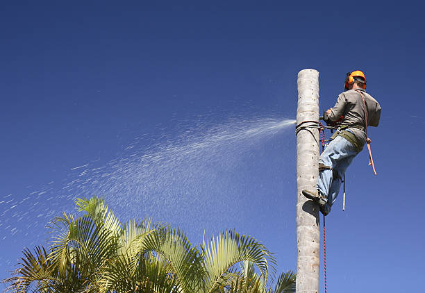 Best Tree Preservation Services  in Kingston, TN