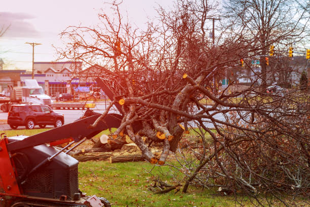 Best Tree Cabling and Bracing  in Kingston, TN