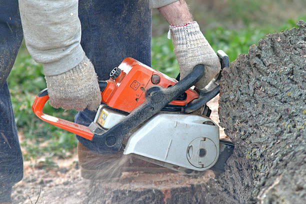 How Our Tree Care Process Works  in  Kingston, TN