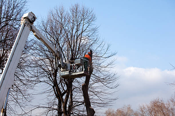 Tree and Shrub Care in Kingston, TN